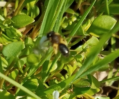Andrena anisochlora