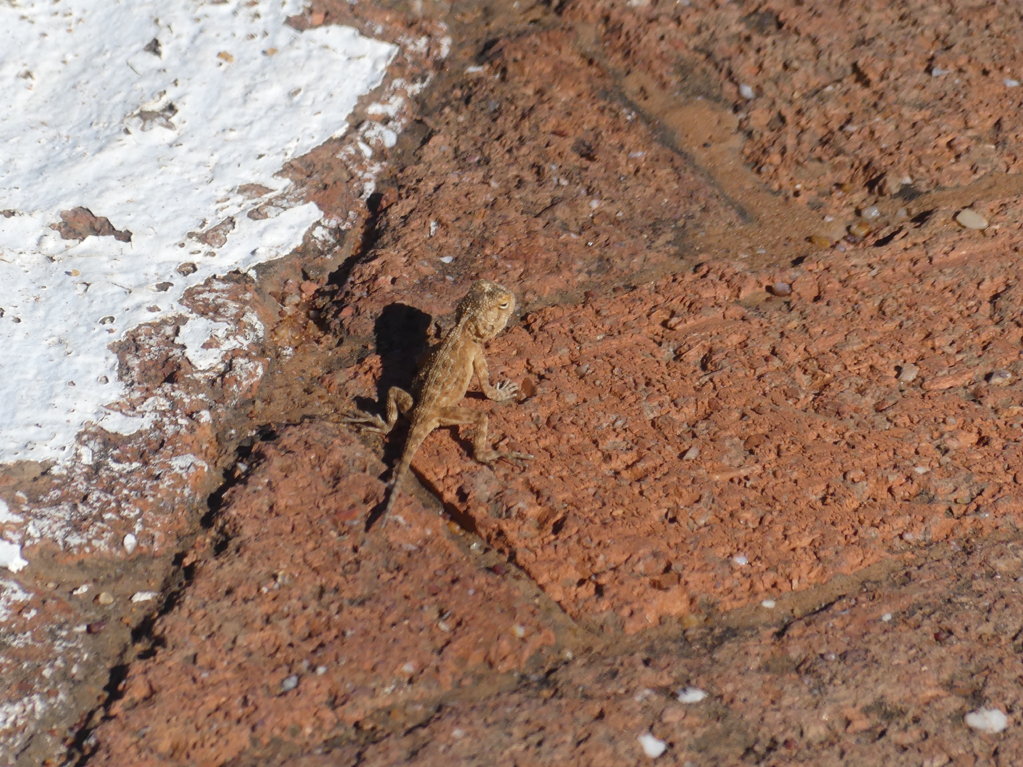 Agama aculeata Merrem, 1820