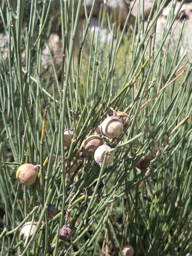 Retanilla ephedra, photograph 5