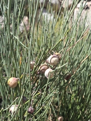 Retanilla ephedra, photograph (c) Cecilia Briceño, some rights reserved (CC BY-SA)