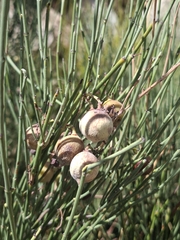 Retanilla ephedra, photograph (c) Cecilia Briceño, some rights reserved (CC BY-SA)