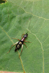 Cranistus colliurides