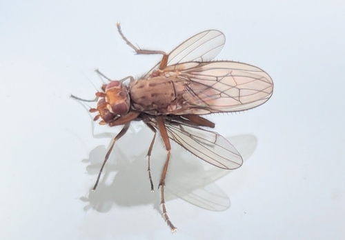 Unknown species found near Easton, NH, USA