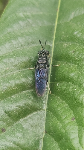 Unknown species found near Anderson Mill, Austin, TX 78750, USA