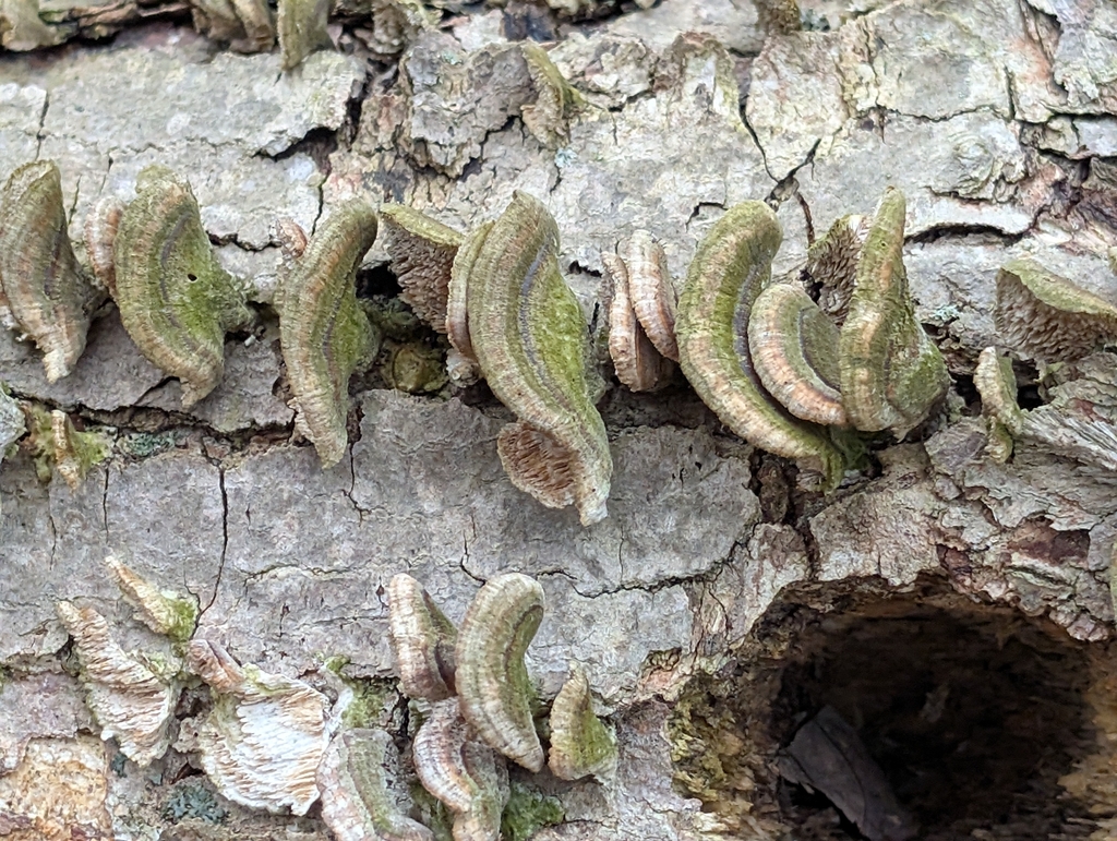 Trichaptum biforme · March 2026 · photo: © connorsb (iNaturalist, cc0)
