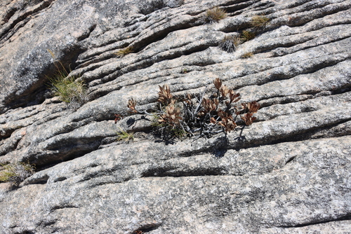 Krantz Sugarbush (Protea rupicola)