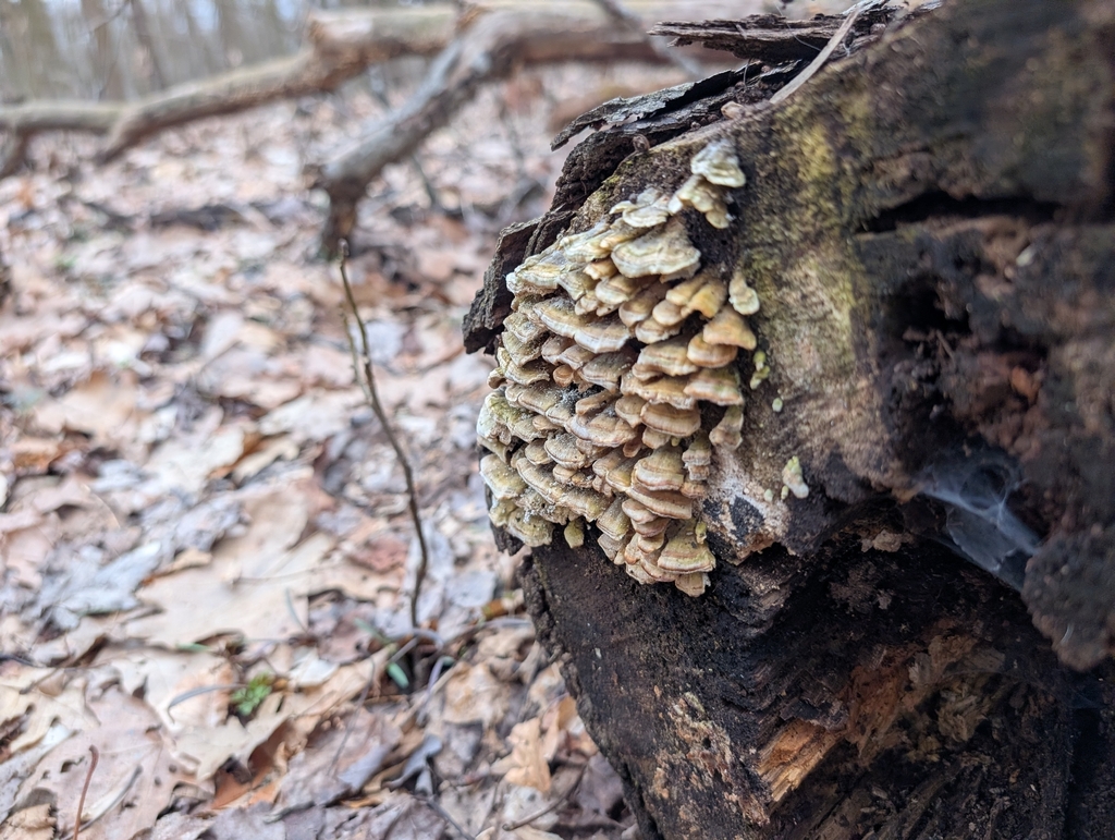 Trichaptum biforme · March 2026 · photo: © connorsb (iNaturalist, cc0)