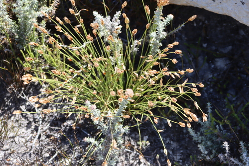 Slender Goldreed (Elegia filacea)