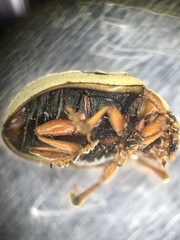 Zygogramma exclamationis