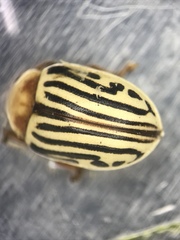 Zygogramma exclamationis