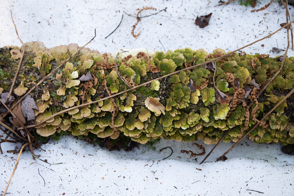 Trichaptum biforme · March 2026 · photo: © tylersavitski (iNaturalist, cc-by-sa)