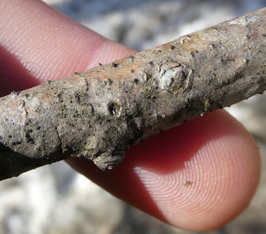Durandiella alni