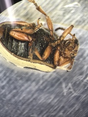 Zygogramma exclamationis