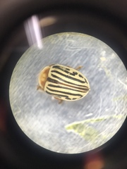 Zygogramma exclamationis