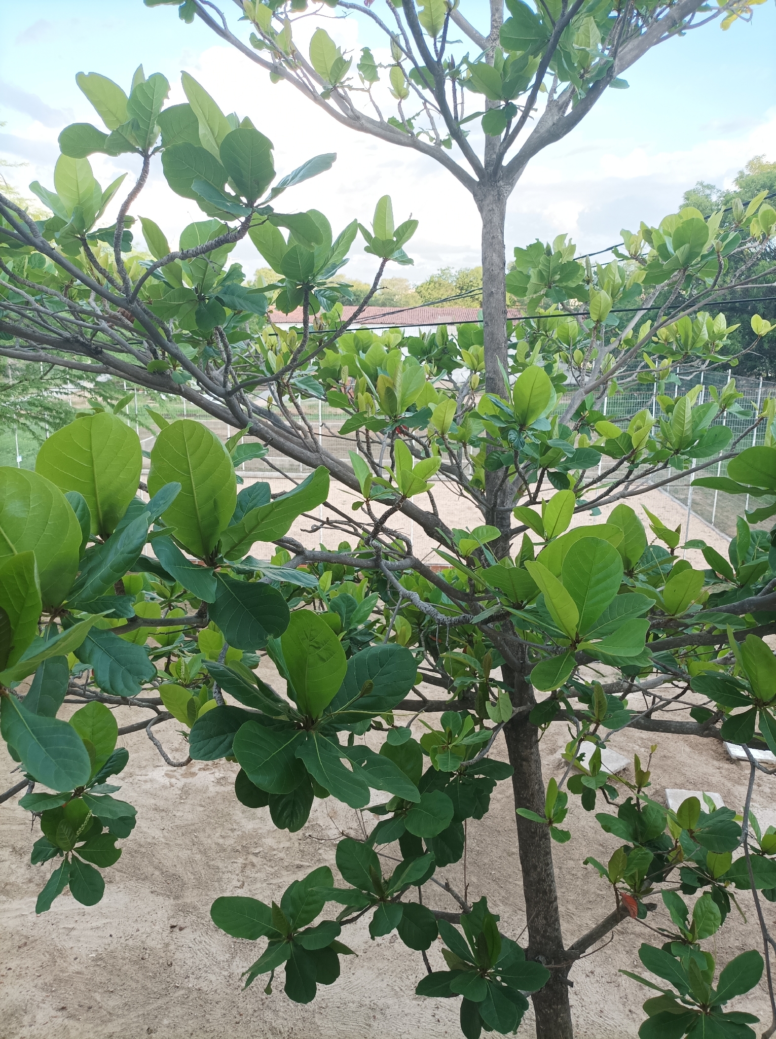 Terminalia catappa