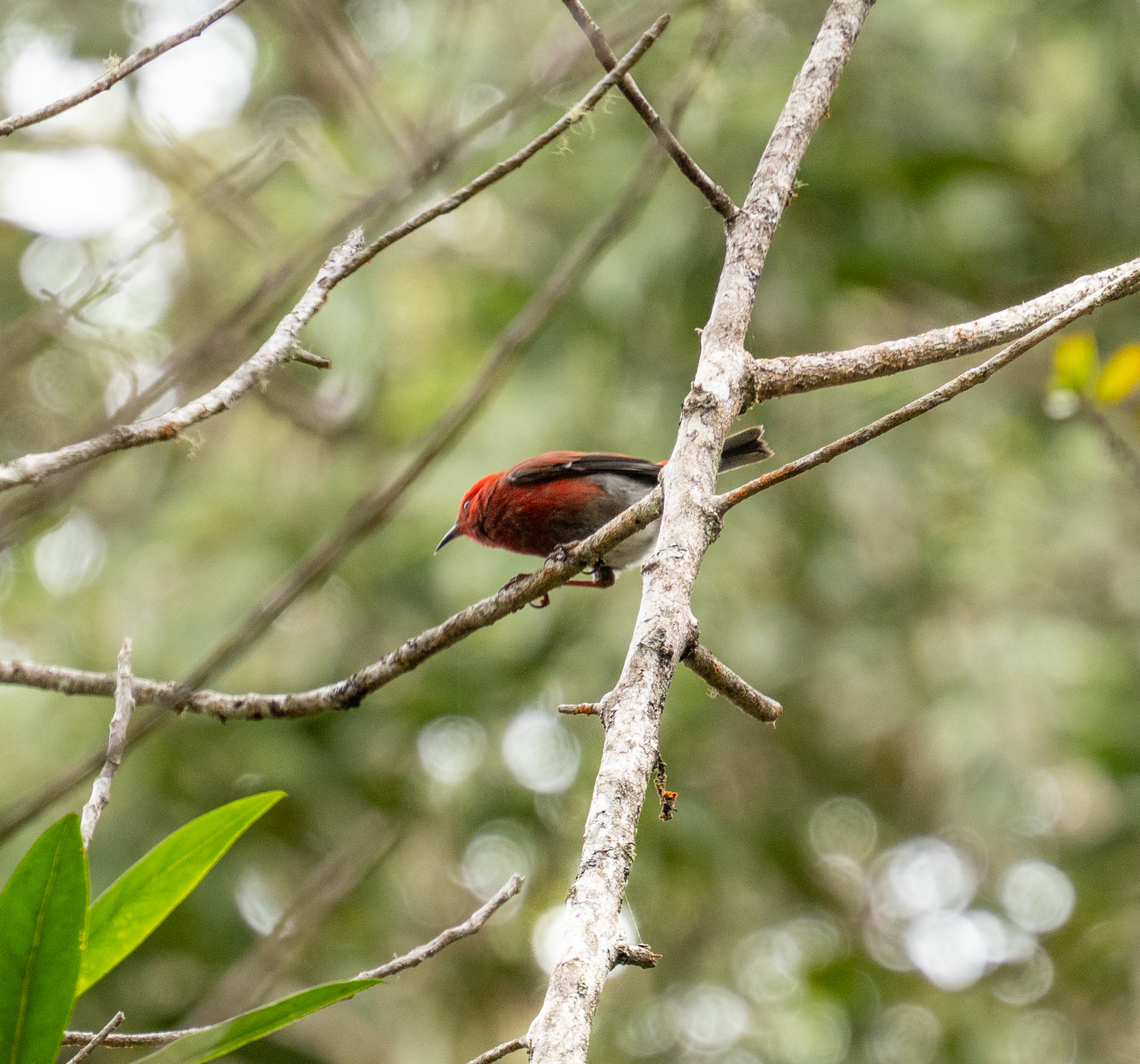 Apapane (Himatione sanguinea), photo 10
