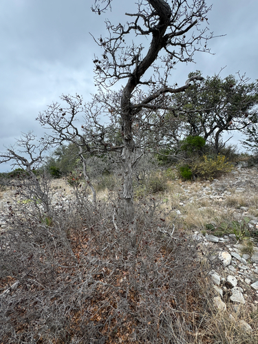 bastard oak (Quercus sinuata)