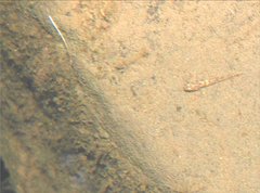 Rhinogobius duospilus