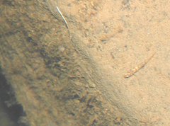 Rhinogobius duospilus