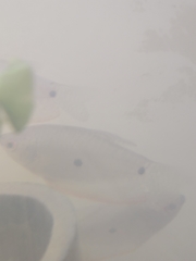 Trichopodus trichopterus