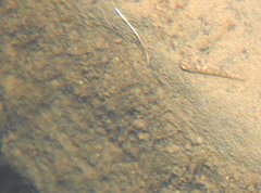 Rhinogobius duospilus