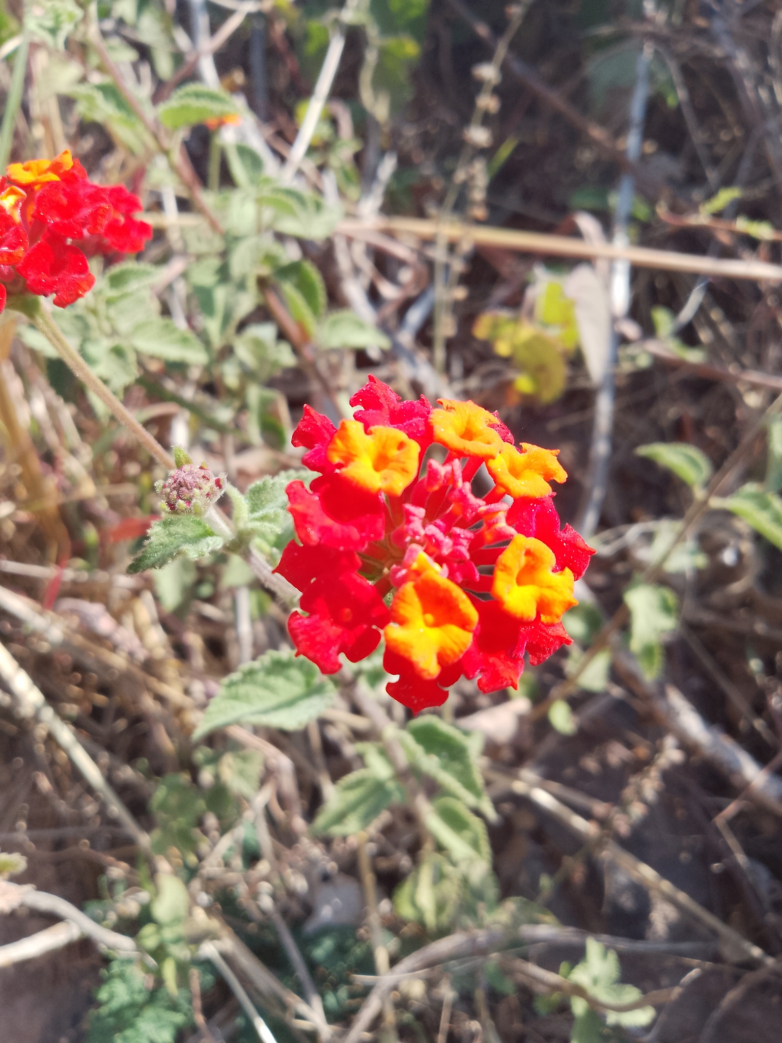 Imagem de lantana