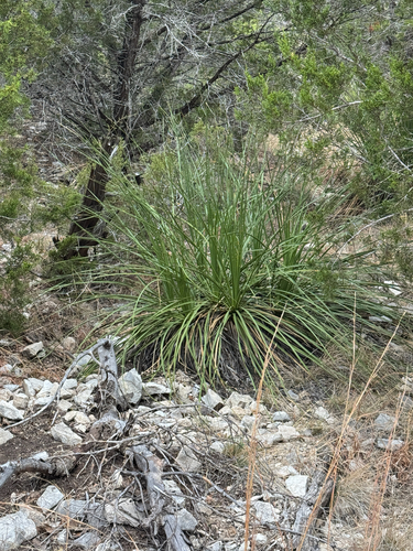 Devil's Shoestring (Nolina lindheimeriana)