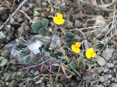 Acmispon wrangelianus