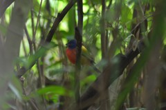 Passerina ciris ciris