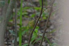Passerina ciris ciris