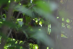 Passerina ciris ciris