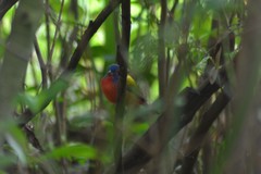 Passerina ciris ciris