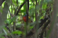 Passerina ciris ciris