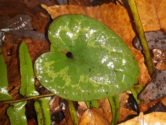 Hexastylis virginica
