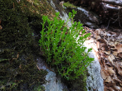Sedum monregalense, photograph 2