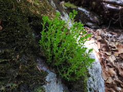 Sedum monregalense, photograph (c) Yves Bas, some rights reserved (CC BY)