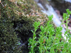 Sedum monregalense, photograph (c) Yves Bas, some rights reserved (CC BY)