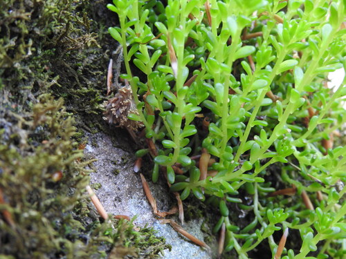 Sedum monregalense, photograph 4