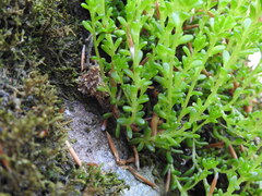 Sedum monregalense, photograph (c) Yves Bas, some rights reserved (CC BY)