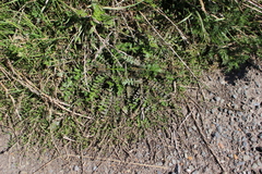 Lepidium tenuicaule