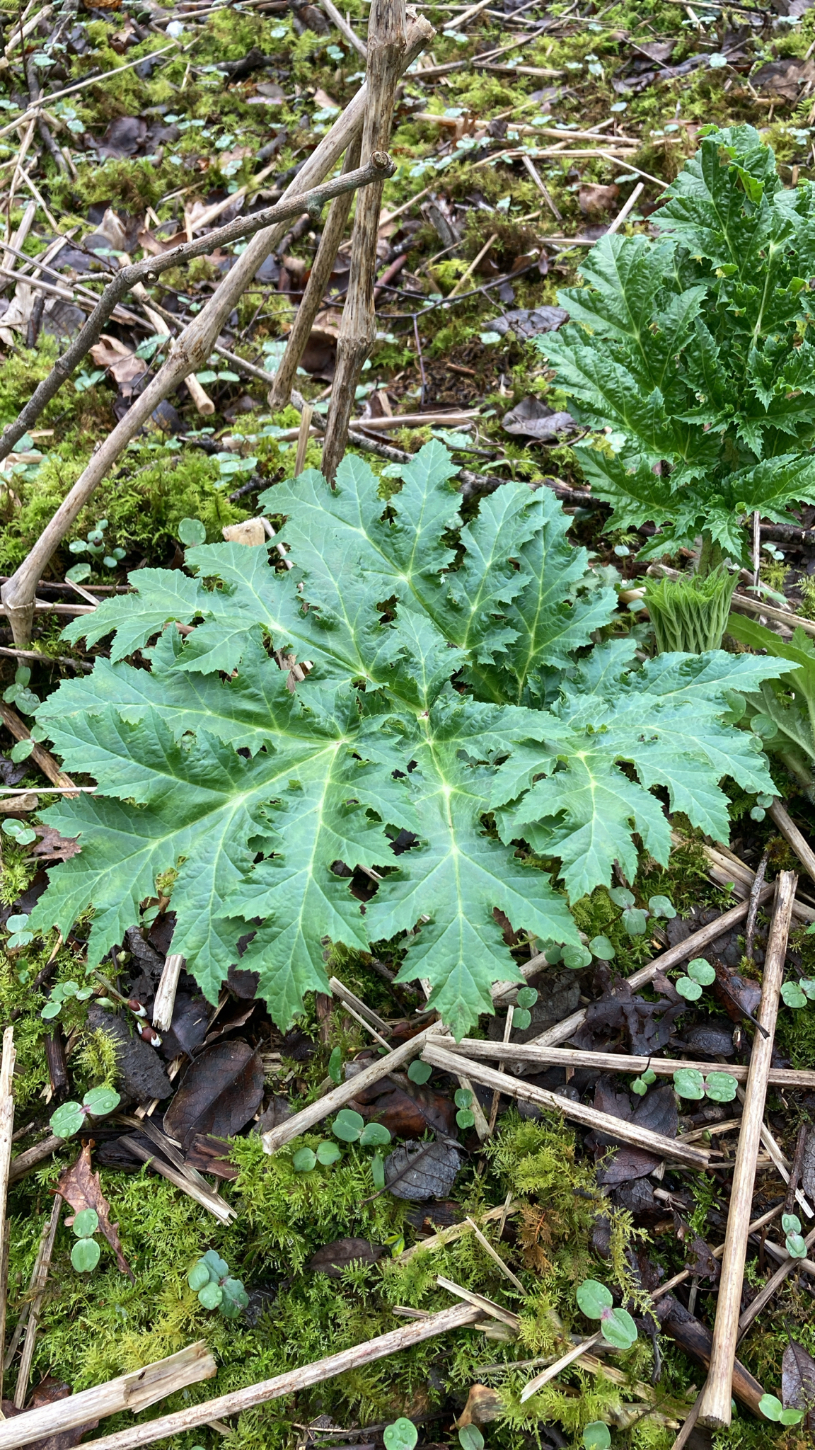 Imagem de Heracleum mantegazzianum