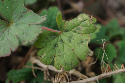 Coleroa circinans, 2026-03-10