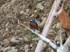 Ochthoeca cinnamomeiventris