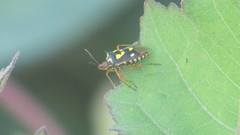 Oebalus poecilus