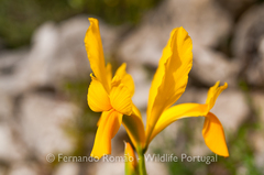 Iris xiphium lusitanica