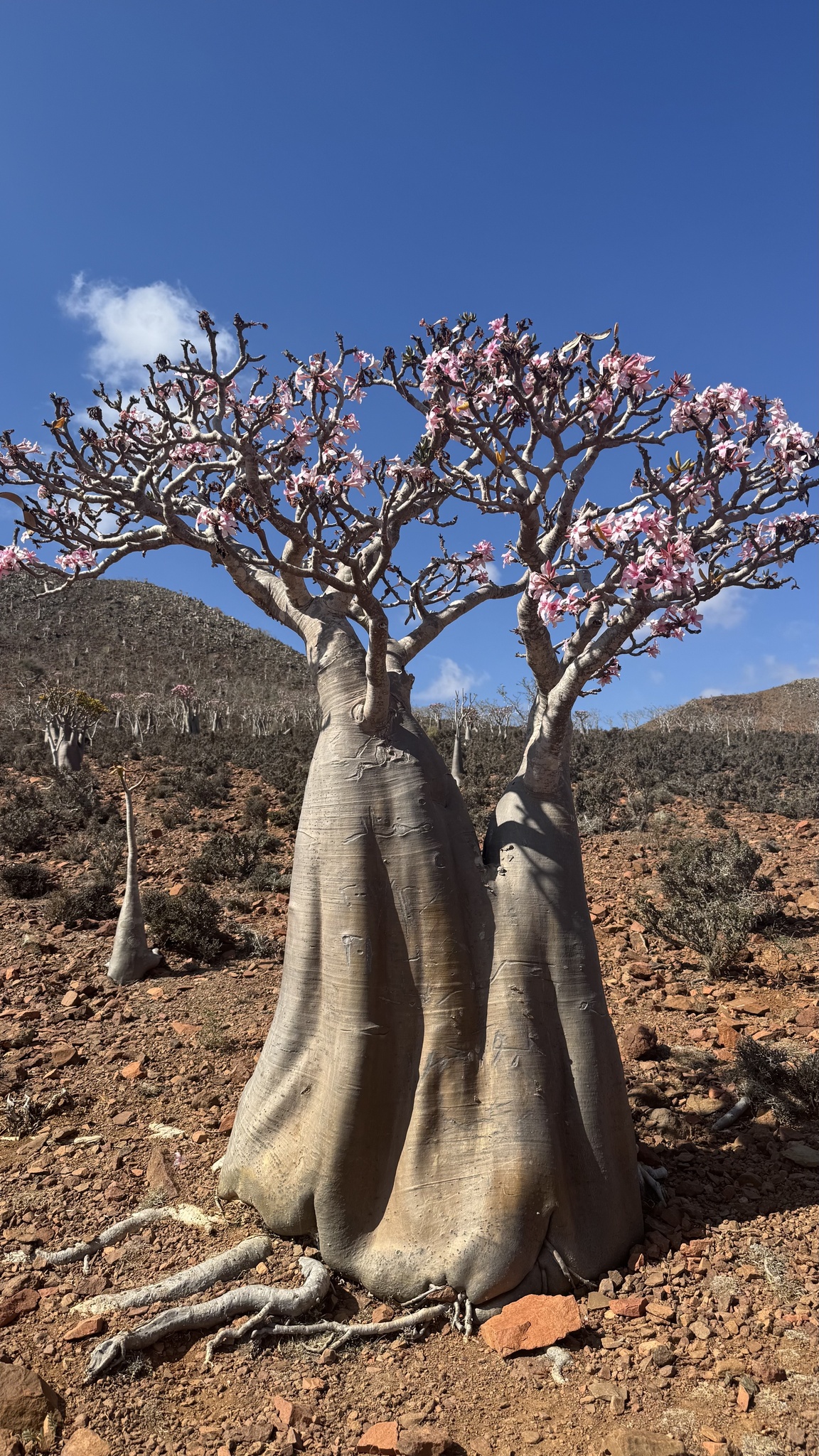 Socotran Desert Rose (Adenium obesum)