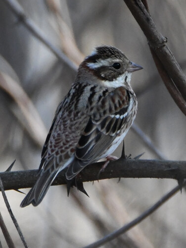 Escribano rústico (Emberiza rustica)