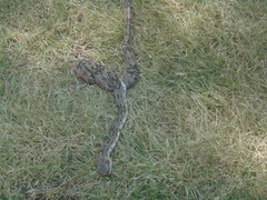 Trimorphodon biscutatus