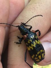 Poecilopeplus corallifer
