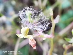 Valeriana clematitis